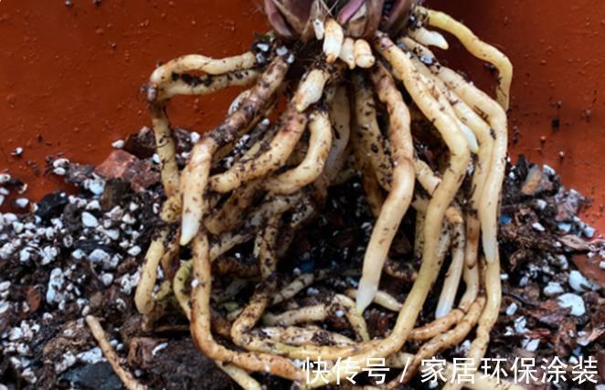 花卉|养兰花和君子兰,植料中掺粗沙子好还是细沙子好,效果大不相同