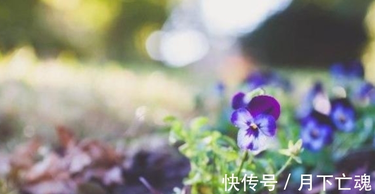 桃花|中旬开始，桃花心系，坠入爱河，缠绕心扉，奉陪到底，余生成双对