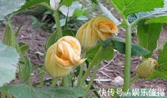 野菜花|农村一种野菜花常被忽视，却不知比果实好吃，夏季不要错过