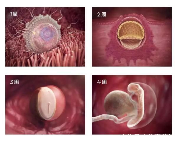 怀孕|组图告诉你，怀孕1周到40周胎儿是怎么长大的，感叹生命的神奇