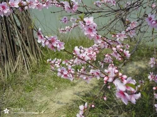 草木人间*踩着野花，去看桃花