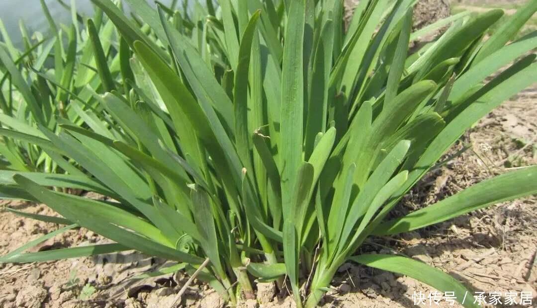 温度|气温低不好养花,不如学种菜,生长周期短成熟快,不用花钱买菜了