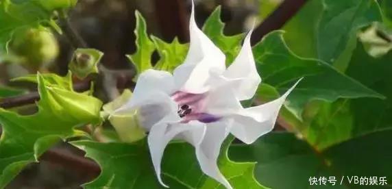 几种很耐寒的花,在冬天依旧开花美艳