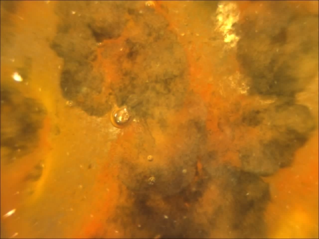 显微镜观察水中微生物