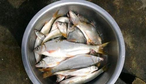 手竿|调漂技巧:手竿钓黄尾鲴,不会调漂经常锚鱼,会调漂连竿狂拉!