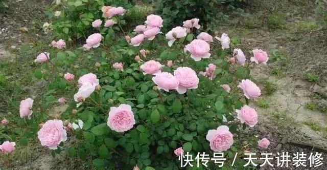 微月|在阳台上打造出一个月季小花园,距离你很近,做好4个方面就行