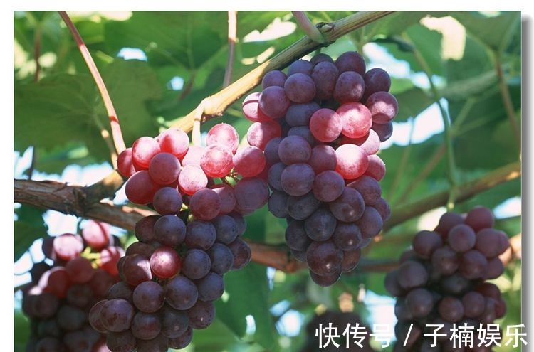 石榴石榴|每天晚上坚持吃4种食物,补充营养、延缓衰老,好吃又不贵!