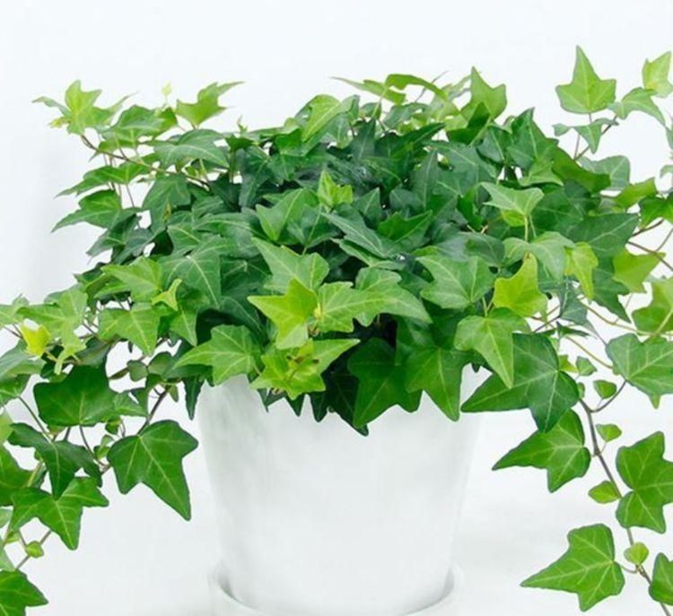 种花|卫生间有异味,就养4种花,耐阴吸异味,养在卫生间高大尚