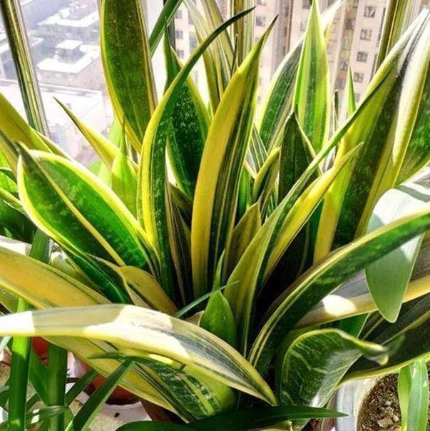 老奶奶不花钱买3种花,全靠叶片扦插繁殖,叶子多少苗多少