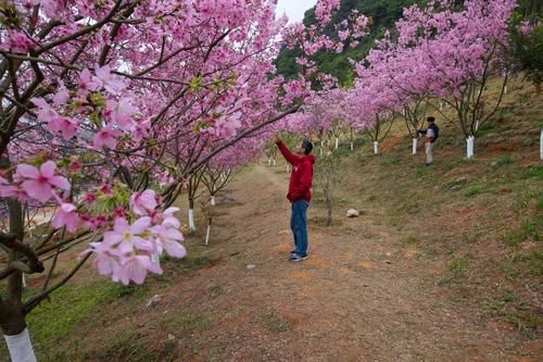 翁源樱花完美绽放，花儿开满枝头，仿佛走进了世外桃源