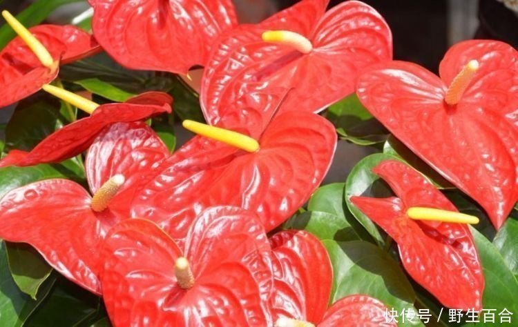 清新|家有庭院就养这种花,美不胜收,清新浪漫、美如仙境!