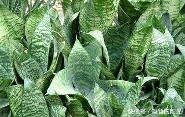 见证奇迹的时刻到了,三种不一样的盆养虎皮兰