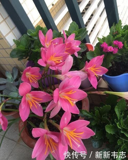 3种花界中的仙女花,开花美丽,花期超长,值得拥有