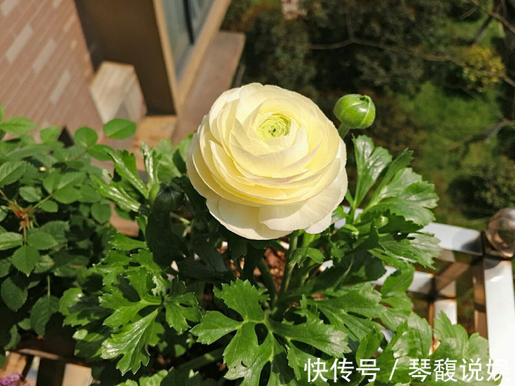 陆莲花|喜欢牡丹,不妨养“珍稀玫瑰”宠爱小姐,金蕊红衣,清奇美丽!