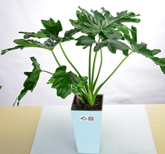 春羽|种健康花,家里养一盆,格调高寿命长,干净,健康,运气好