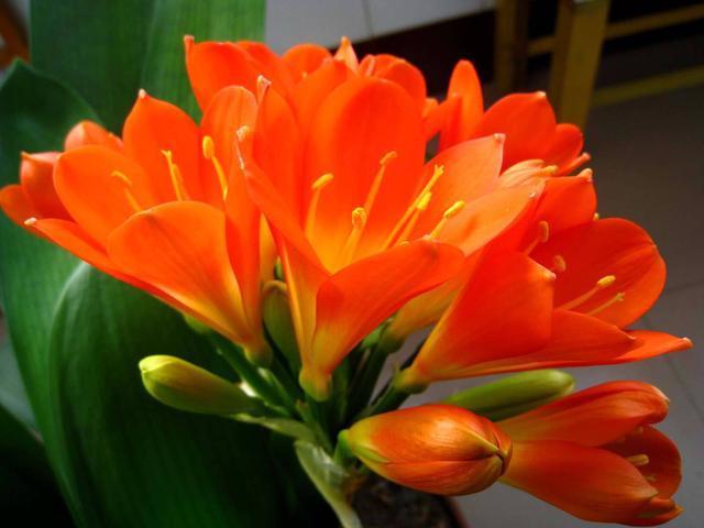 君子兰是“懒汉”，要懒养，不黄叶不烂根，年年开花多，美呆了