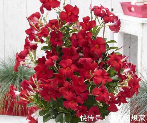 飘香藤总黄叶避开3个坑，植株长的旺，绿叶红花，开成瀑布