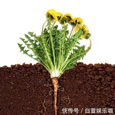 玫花|一杯蒲公英水,六大养生功效,但也有四种人不宜喝,一定要谨记