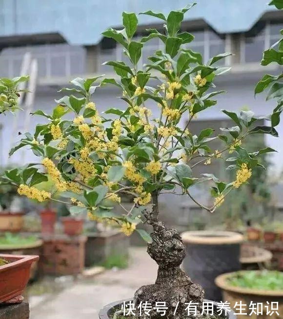 这6种花 再穷也要养 气味芬芳，杀菌抑菌！