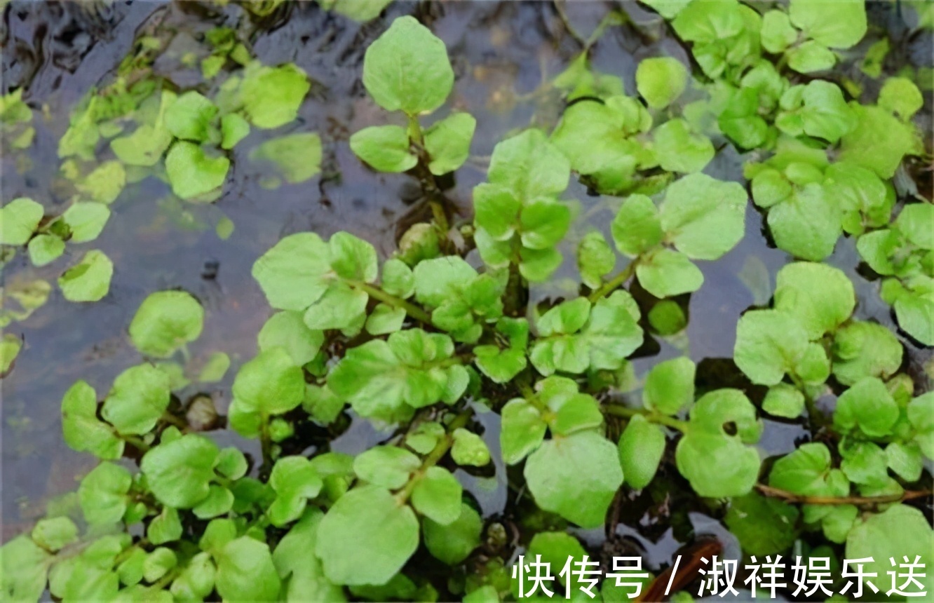 黄心菜|营养好吃的食物，男女的福音，预防便秘，改善体质，吃过都说好