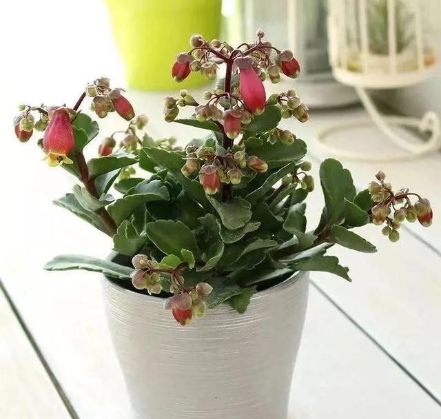 做好|12月养宫灯长寿花,做好这几点,枝头挂满红灯笼,漂亮又喜庆!