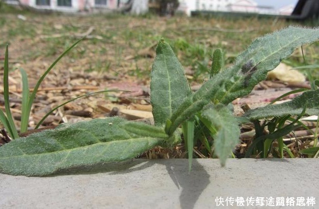 農(nóng)村的這個“酸不溜”野菜，想想都要流酸水，再酸，春季也要吃
