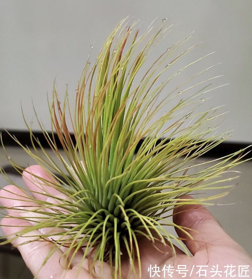 此花最“皮实”，不用土、不用水就能生长，1养就是十几年