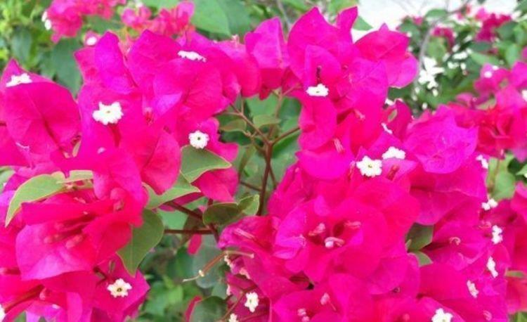 家里就养“4种花”,从年头“香”到年尾,随便一养成花海