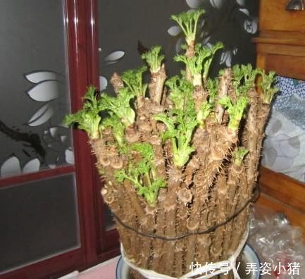 烧火|此树除了烧火还能做盆景,多注意4点需求,植株造型美翻天