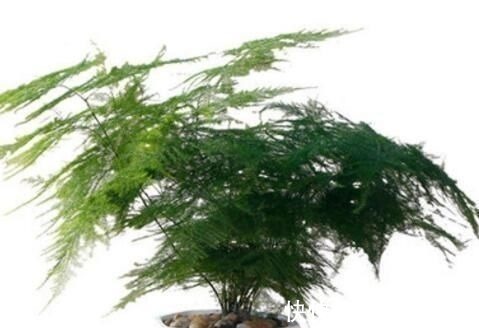 文竹|厨房里的“小东西”,拿来养文竹,比绿萝长得快,分分钟成盆景