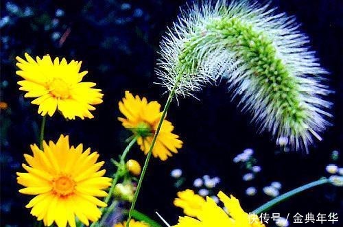 花前|有意花前风带笑,无心月下柳含愁;八首闲赋诗,散乱青丝换白头