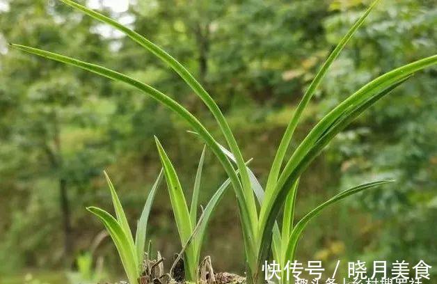 剪掉叶片的兰花，还能成活再生吗？兰友：合理操作，兰株更漂亮