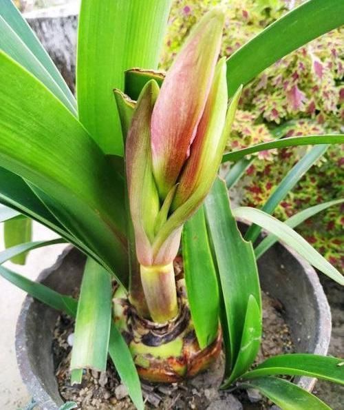 朱顶红养成古董,养了10多年,一盆50个球,水缸都长满了