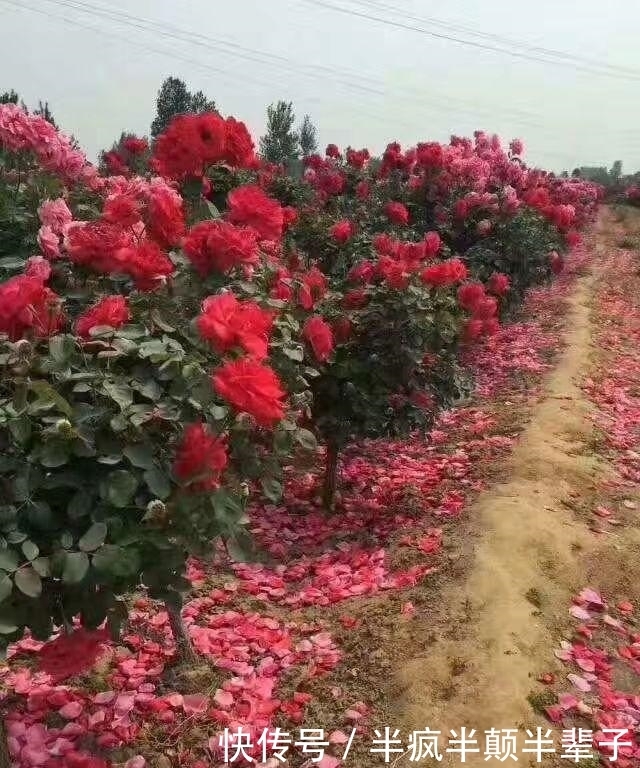 此树我国特有,被誉为“最美花树”,花开300天,比牡丹还好看