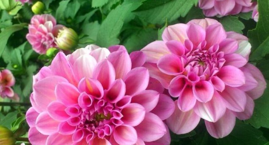 疯长|养花就养个花期长的,浇点水晒晒太阳就疯长,开花不断