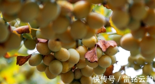 院子里种4种树，注意辨别“公母”，选错了只开花不结果