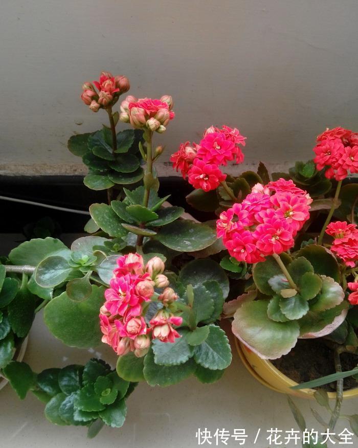 养分|养花试试这款，花谢以后，要修剪残花，给枝条打顶