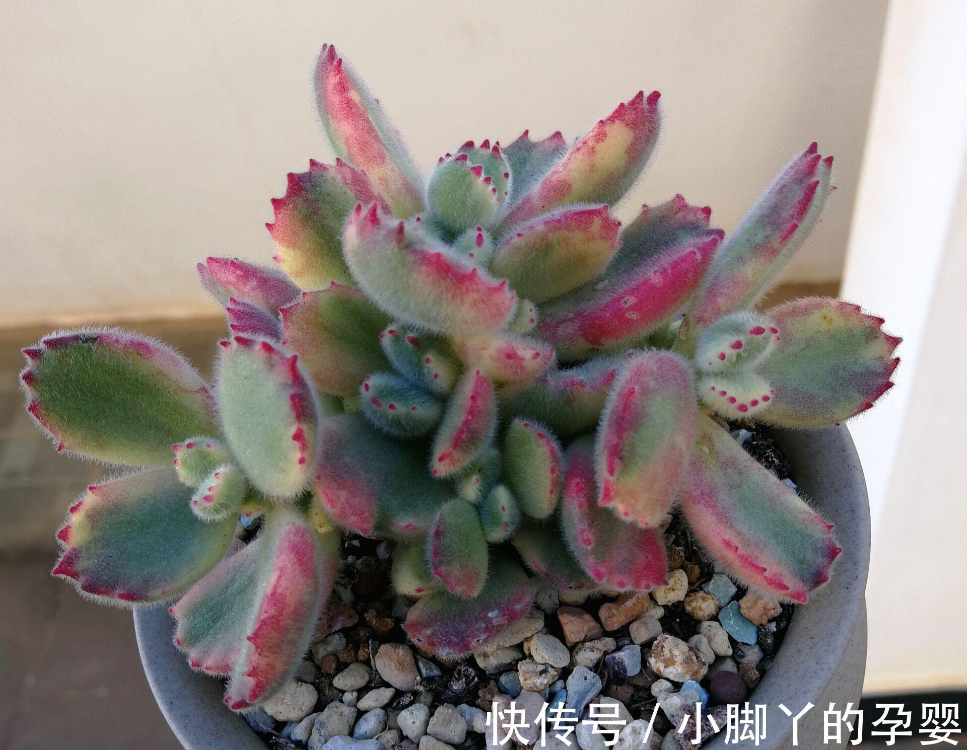 那些你可能不知道的多肉植物小秘密