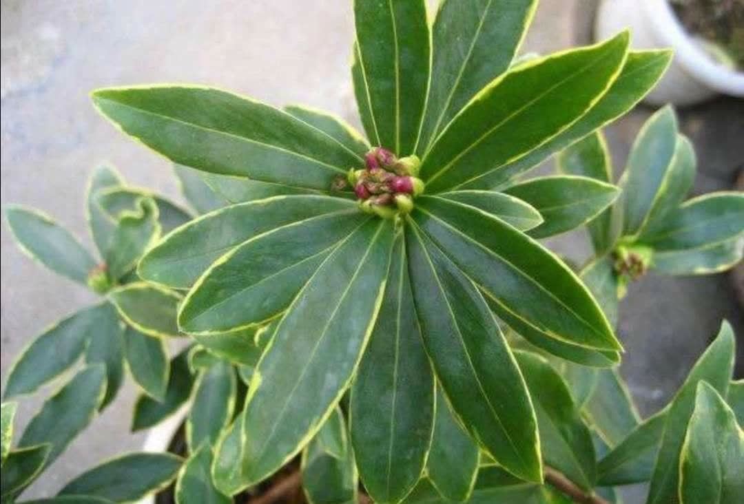 2种花特别适合冬天养,天气越冷花朵越鲜艳,状态比春天的花都美