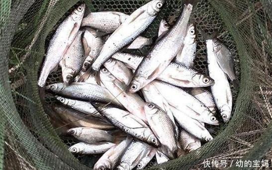 小白条|用这种饵料钓白条鱼，鱼儿疯狂咬钩，不一会就能钓很多