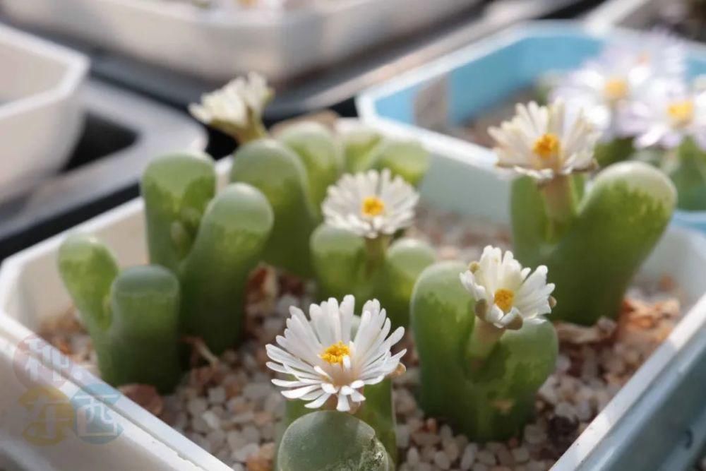  磁铁|磁铁风铃Conophytum Concordans
