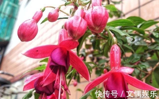被称为“夏必死”的8种花,我却喜欢买一些,因为能“省”不少钱