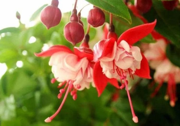 此款花卉，花艳易爆盆，花色柔美，花朵烂漫迷人，美爆了