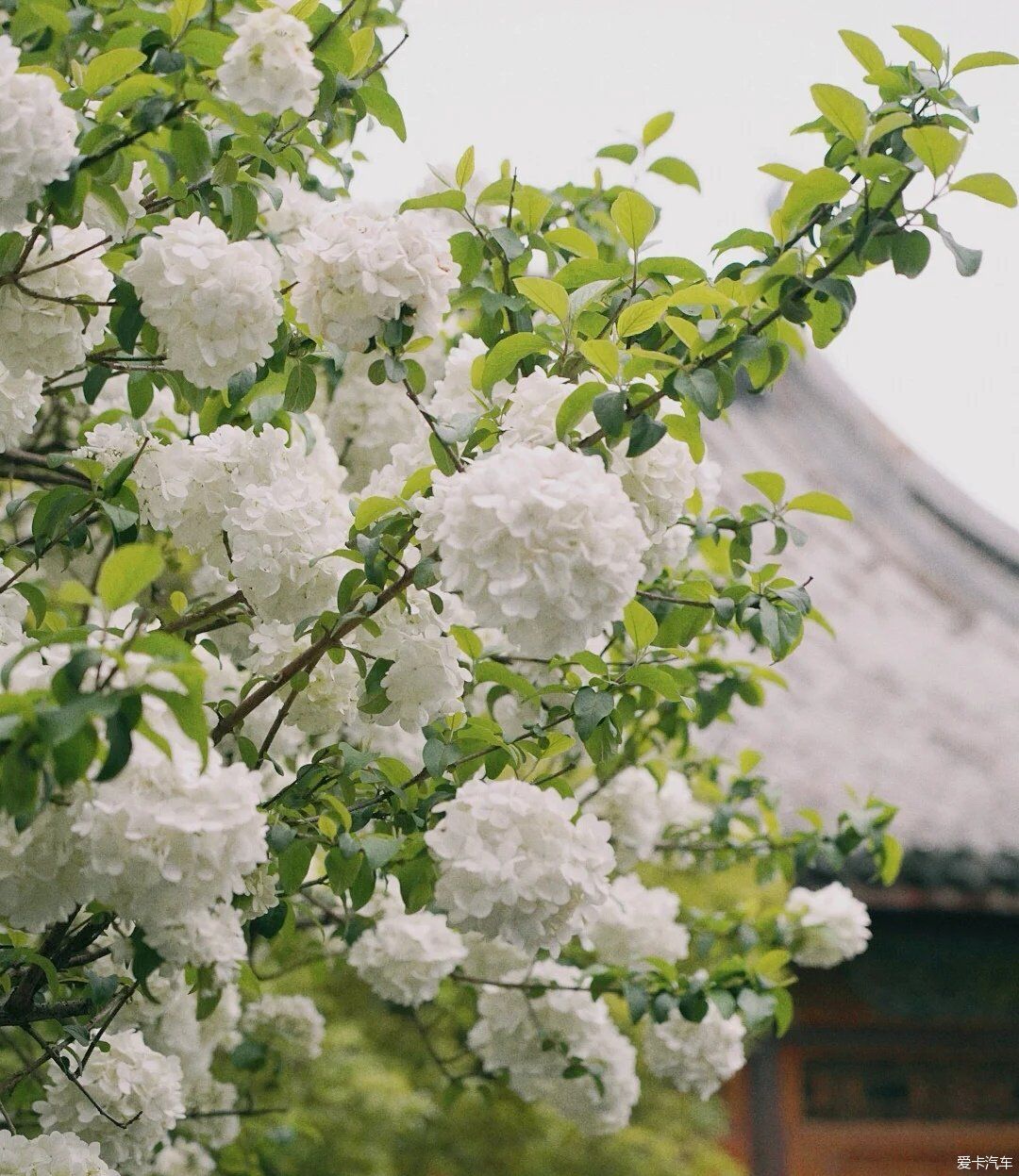 自驾游南京总统府