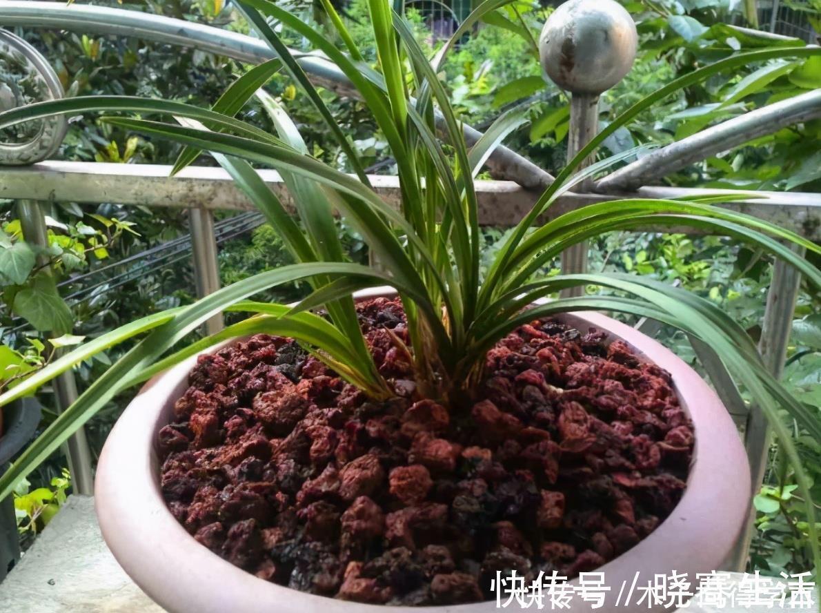 发酵|想要花儿长的好,有4种土,扔掉也别用,特别是新手要谨慎使用