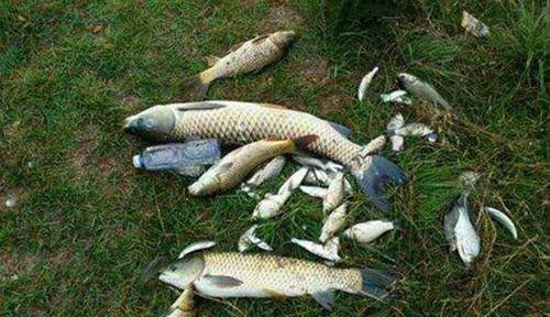 钓鱼“奇”招数:双铅钓组,不怕刮风流水闹小鱼,野钓最佳钓法!