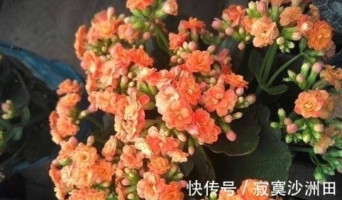 养花的时候应该怎样使用磷酸二氢钾?