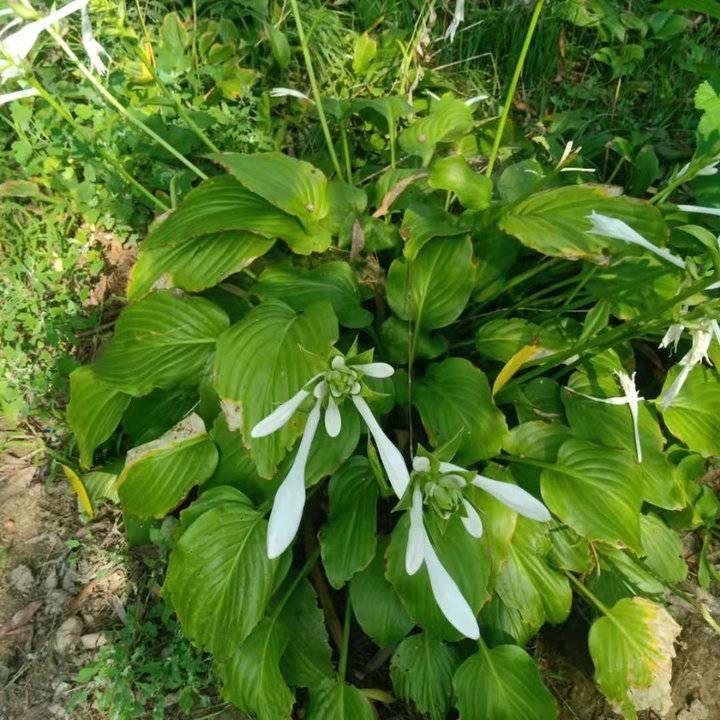 臭大姐|河边拾零