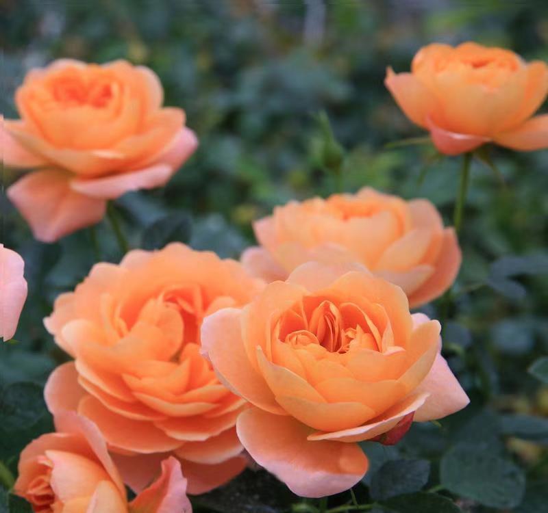 最具秋冬气质的园艺新宠,果汁阳台