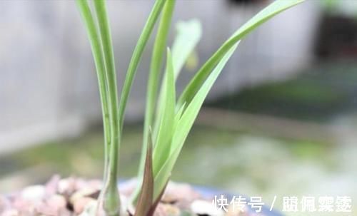 芦头|兰花总是不长新根,发出来的小苗也不长,怎么办?